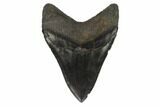 Fossil Megalodon Tooth - South Carolina #121420-2